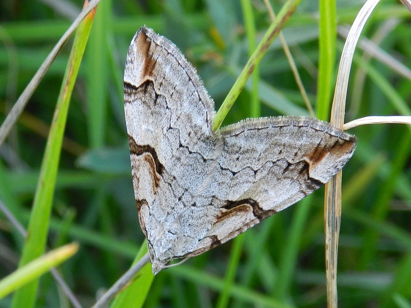 ID farfalla notturna montana2 - Aplocera sp.